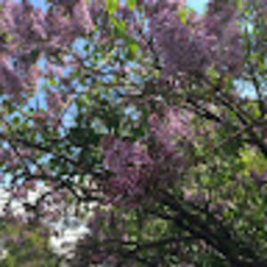 Meet your Posher, Rivka